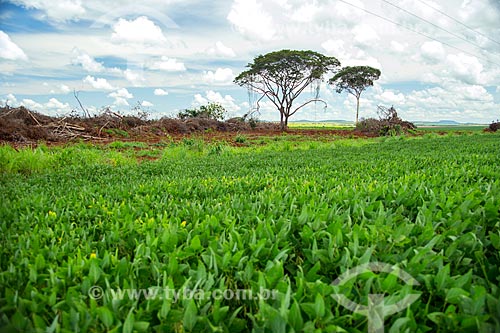  Soybean plantation with deforested area for expansion of plantation area  - Caiaponia city - Goias state (GO) - Brazil