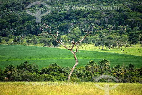  Dry tree - cerrado with soybean plantation in the background  - Caiaponia city - Goias state (GO) - Brazil