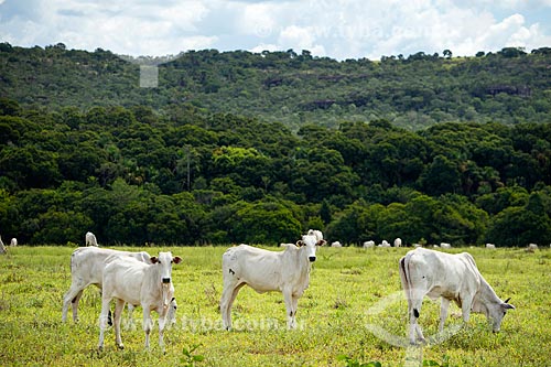  Cattle raising in the pasture - cerrado with the Caiapo Mountain Range in the background  - Piranhas city - Goias state (GO) - Brazil