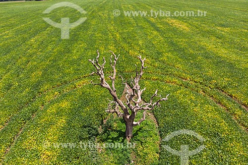  Picture taken with drone of the dry tree - cerrado with soybean plantation in the background  - Jatai city - Goias state (GO) - Brazil