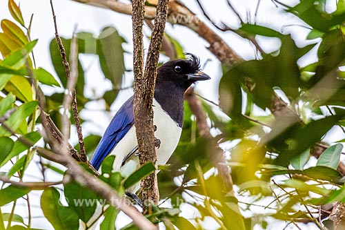  Detail of curl-crested jay (Cyanocorax cristatellus) - Chapada dos Veadeiros National Park  - Goias state (GO) - Brazil