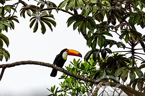  Detail of toco toucan (Ramphastos toco) - Chapada dos Veadeiros National Park  - Goias state (GO) - Brazil