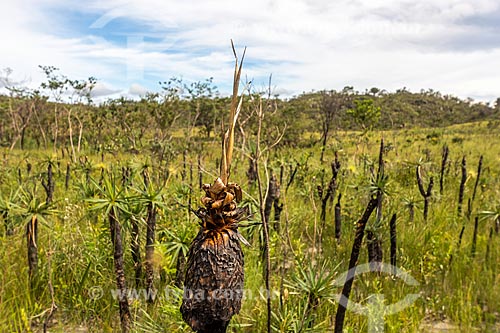  Typical vegetation of cerrado - Chapada dos Veadeiros National Park  - Goias state (GO) - Brazil