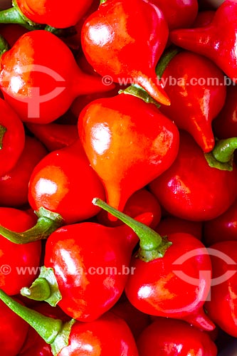  Detail of biquinho chile pepper (Capsicun Chinese) 
