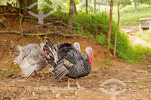  Wild turkeys (Meleagris gallopavo) - farm - Guarani city rural zone  - Guarani city - Minas Gerais state (MG) - Brazil