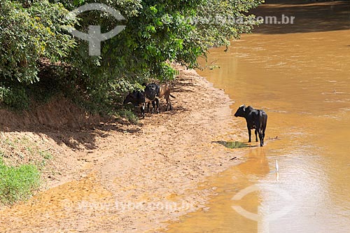 Cattle - Pomba River waterfront - Guarani city rural zone  - Guarani city - Minas Gerais state (MG) - Brazil