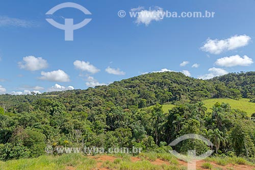  Typical vegetation of atlantic rainforest - Guarani city rural zone  - Guarani city - Minas Gerais state (MG) - Brazil