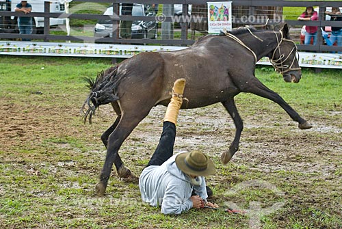  Rider falling down from horse during rodeo of gineteada  - Canela city - Rio Grande do Sul state (RS) - Brazil
