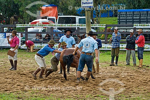  Riders lifting up a horse during rodeo of gineteada  - Canela city - Rio Grande do Sul state (RS) - Brazil