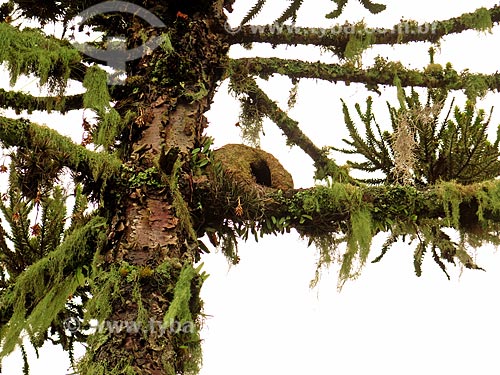  Nest of Rufous Hornero (Furnarius rufus) - also known as Red Ovenbird  - Sao Francisco de Paula city - Rio Grande do Sul state (RS) - Brazil