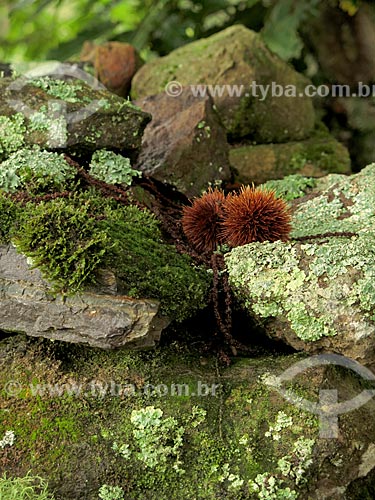  Detail of lichens on rocks  - Sao Francisco de Paula city - Rio Grande do Sul state (RS) - Brazil