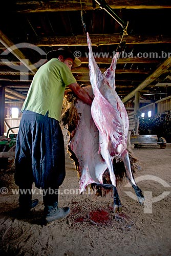  Gaucho cutting off ewes  - Sao Francisco de Paula city - Rio Grande do Sul state (RS) - Brazil