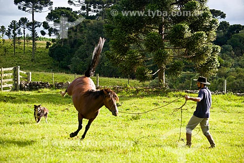  Gauchos taming horse  - Sao Francisco de Paula city - Rio Grande do Sul state (RS) - Brazil