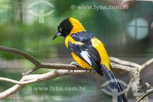  Detail of Campo Troupial (Icterus jamacaii) - Aves Park (Birds Park)  - Foz do Iguacu city - Parana state (PR) - Brazil