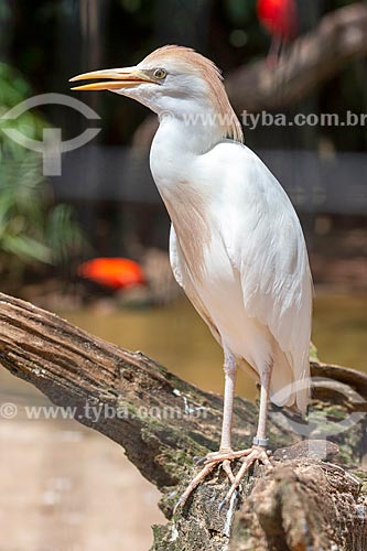  Detail of western cattle egret (Bubulcus ibis) - Aves Park (Birds Park)  - Foz do Iguacu city - Parana state (PR) - Brazil