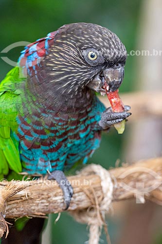  Detail of red-fan parrot (Deroptyus accipitrinus) - Aves Park (Birds Park)  - Foz do Iguacu city - Parana state (PR) - Brazil