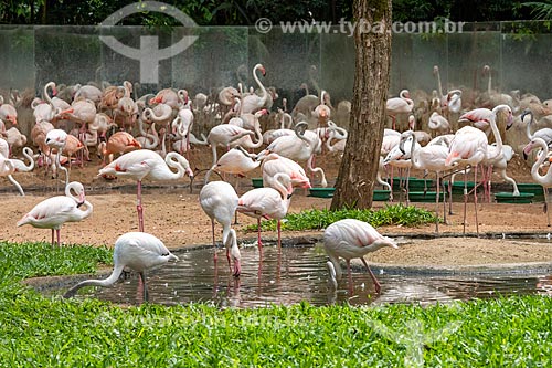  Flamingoes - Aves Park (Birds Park)  - Foz do Iguacu city - Parana state (PR) - Brazil