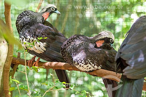  Detail of black-fronted piping guan (Pipile jacutinga) - Aves Park (Birds Park)  - Foz do Iguacu city - Parana state (PR) - Brazil