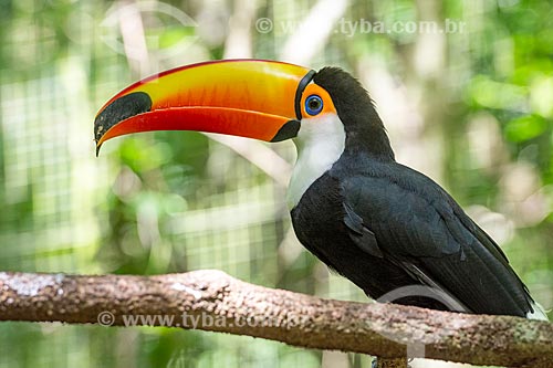 Detail of toco Toucan (Ramphastos toco) - Aves Park (Birds Park)  - Foz do Iguacu city - Parana state (PR) - Brazil