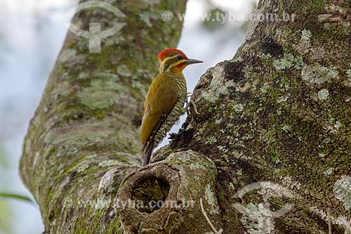 Detail of Yellow-browed woodpecker (Piculus aurulentus) - Araras location  - Petropolis city - Rio de Janeiro state (RJ) - Brazil