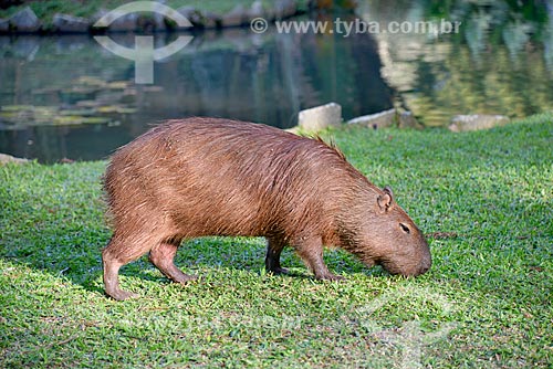  Capybara (Hydrochoerus hydrochaeris) near to Frei Leandro Lake - Botanical Garden of Rio de Janeiro  - Rio de Janeiro city - Rio de Janeiro state (RJ) - Brazil