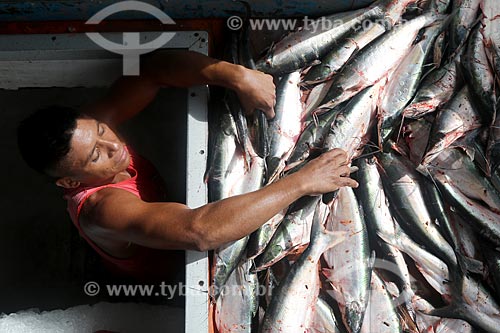  Fishing of highwaterman catfish (Hypophthalmus edentatus) - Reis Lake (Kings Lake)  - Careiro city - Amazonas state (AM) - Brazil