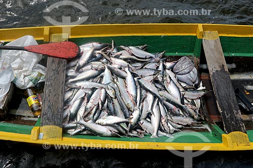  Fishing of highwaterman catfish (Hypophthalmus edentatus) - Reis Lake (Kings Lake)  - Careiro city - Amazonas state (AM) - Brazil