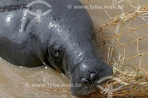  Detail of amazonian manatee (Trichechus inunguis) during reintroduction - Piagacu-Purus Sustainable Development Reserve  - Amazonas state (AM) - Brazil