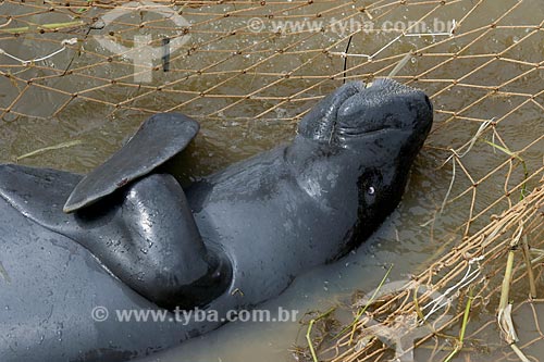  Detail of amazonian manatee (Trichechus inunguis) during reintroduction - Piagacu-Purus Sustainable Development Reserve  - Amazonas state (AM) - Brazil