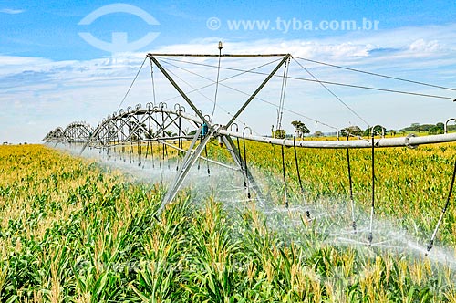  Irrigation of corn plantation with central pivot  - Buritama city - Sao Paulo state (SP) - Brazil