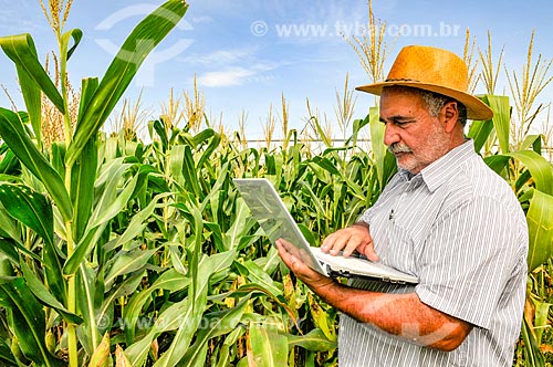  Farmer using computer in the field in the middle of the cornfield  - Buritama city - Sao Paulo state (SP) - Brazil