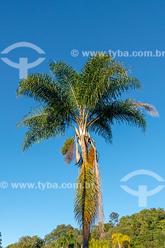  Detail of queen palm (Syagrus romanzoffiana) - Tingui Park  - Curitiba city - Parana state (PR) - Brazil