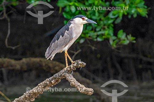 Detail of black-crowned night heron (Nycticorax nycticorax) - mangroves  - Joinville city - Santa Catarina state (SC) - Brazil