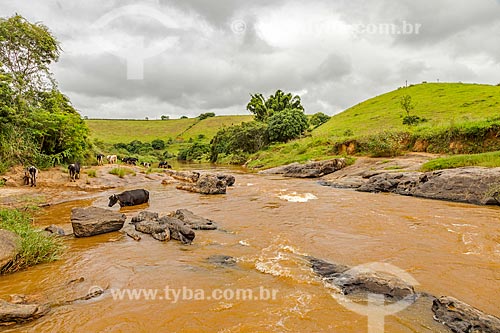  Cattle drinking water inside the Pomba River - Guarani city rural zone  - Guarani city - Minas Gerais state (MG) - Brazil