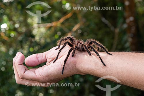  Detail of tarantula over of man arm - Tijuca National Park  - Rio de Janeiro city - Rio de Janeiro state (RJ) - Brazil