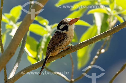  Detail of white-eared puffbird (Nystalus chacuru) - Piloto Mountain Range (Pilot Mountain Range)  - Mangaratiba city - Rio de Janeiro state (RJ) - Brazil