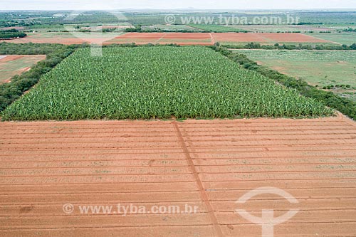  Picture taken with drone of the banana plantation irrigated with capture in artesian well  - Mossoro city - Rio Grande do Norte state (RN) - Brazil