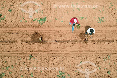  Picture taken with drone of the rural workers sowing banana - plantation irrigated with capture in artesian well  - Mossoro city - Rio Grande do Norte state (RN) - Brazil