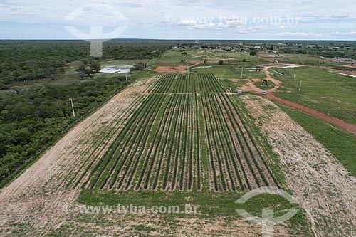  Picture taken with drone of the corn plantation irrigated with artesian well drip  - Macau city - Rio Grande do Norte state (RN) - Brazil