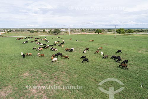  Picture taken with drone of the farm with rams farming raising in the pasture  - Macau city - Rio Grande do Norte state (RN) - Brazil