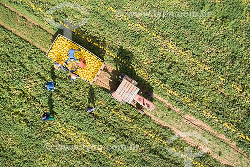  Picture taken with drone of the muskmelon (Cucumis melo) harvest irrigated with capture in artesian well  - Mossoro city - Rio Grande do Norte state (RN) - Brazil