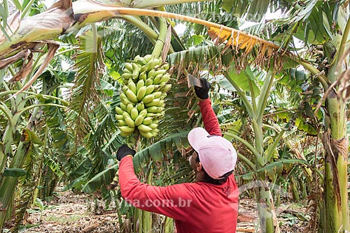  Banana harvest - irrigated plantation with artesian well drip system  - Mossoro city - Rio Grande do Norte state (RN) - Brazil