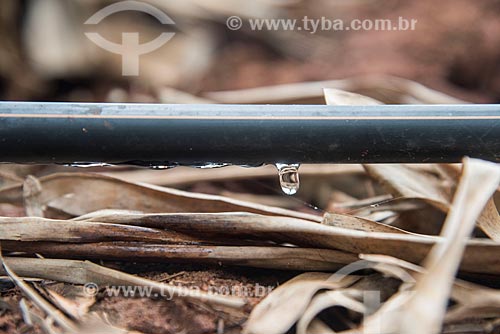  Detail of drip system irrigation of artesian well in banana plantation  - Mossoro city - Rio Grande do Norte state (RN) - Brazil