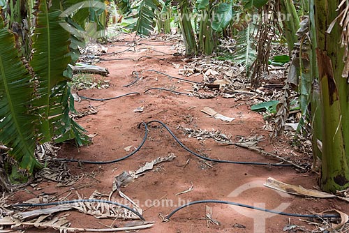  Detail of drip system irrigation of artesian well in banana plantation  - Mossoro city - Rio Grande do Norte state (RN) - Brazil