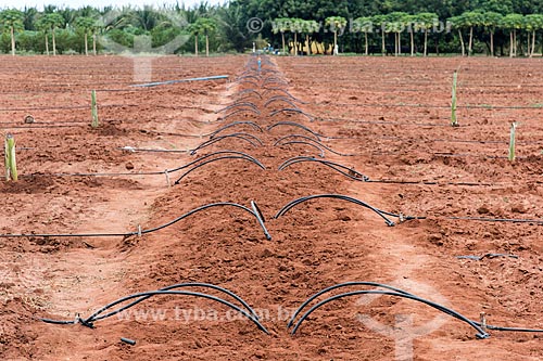  Drip system irrigation of artesian well in new banana orchard  - Mossoro city - Rio Grande do Norte state (RN) - Brazil