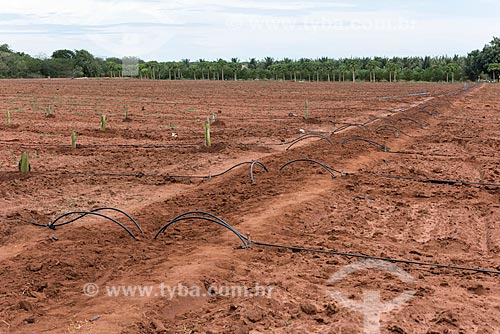  Drip system irrigation of artesian well in new banana orchard  - Mossoro city - Rio Grande do Norte state (RN) - Brazil