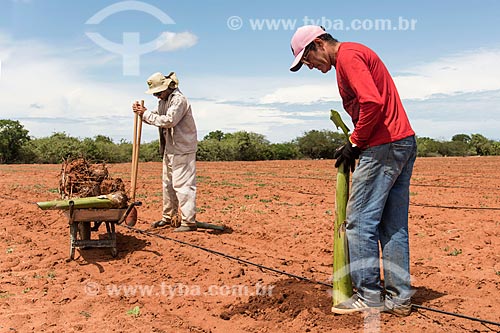  Rural workers planting new banana orchard with drip system irrigation of artesian well  - Mossoro city - Rio Grande do Norte state (RN) - Brazil