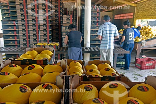  Muskmelon (Cucumis melo) selection and packaging shed  - Mossoro city - Rio Grande do Norte state (RN) - Brazil