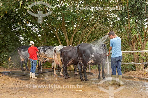  Rural workers washing girolando cattle - farm - Guarani city rural zone  - Guarani city - Minas Gerais state (MG) - Brazil