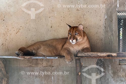  Detail of cougar (Puma concolor) - also known as mountain lion - - Wild Animal Triage Center (better known by the acronym in Portuguese CETAS) - Mario Xavier National Forest  - Seropedica city - Rio de Janeiro state (RJ) - Brazil